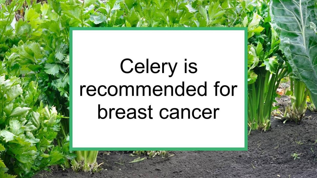 Celery for cancer best sale