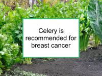 Celery is recommended for breast cancer
