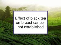 Effect of black tea on breast cancer not established