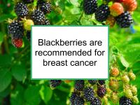 Blackberries are recommended for breast cancer