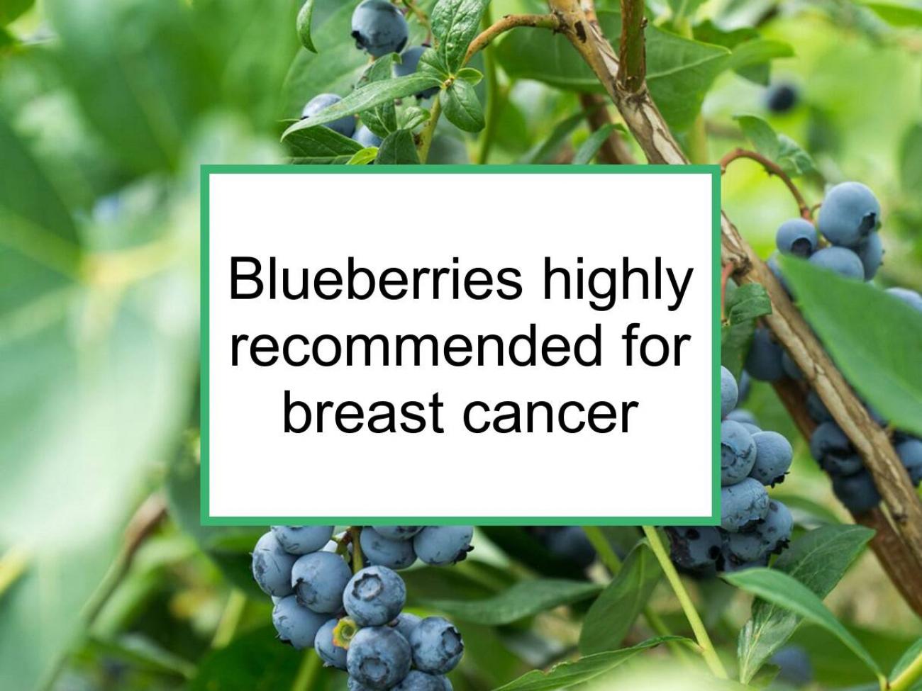 Blueberries Are Highly Recommended For Breast Cancer | Food for Breast Cancer