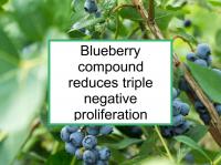 Blueberry compound reduces triple negative proliferation