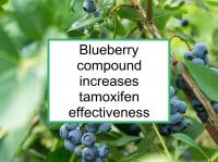 Blueberry increases tamoxifen effectiveness