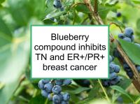 Blueberry compound inhibits TN and ER+/PR+ breast cance