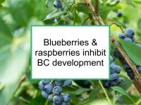 Blueberries & raspberries inhibit BC development
