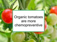 Organic tomatoes more chemo- preventive