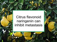 Citrus flavonoid inhibits metastasis
