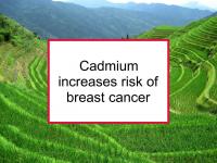 Cadmium increases risk of breast cancer