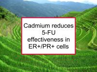 Cadmium reduces 5-FU effectiveness in ER+/PR+