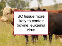 BC tissue more likely to contain bovine leukemia virus
