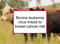 Bovine leukemia virus linked to breast cancer risk