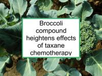 Broccoli compound heightens effects of taxane chemotherapy