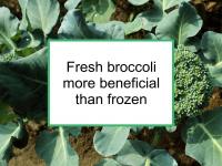 Fresh broccoli more beneficial than frozen