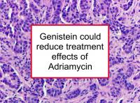 Genistein could impair Adriamycin treatment