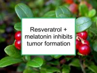 Resveratrol + melatonin inhibits tumors