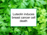 Luteolin induces breast cancer cell death