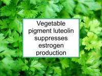 Luteolin suppresses estrogen production
