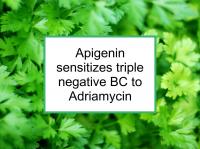 Apigenin sensitizes triple negative BC to Adriamycin