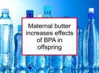 Maternal butter increases effects of BPA in offspring