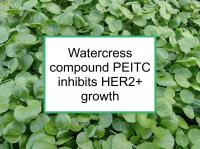 Watercress compound PEITC inhibits HER2+ growth