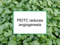 PEITC reduces angiogenesis