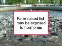 Farm raised fish may be exposed to hormones