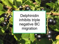 Delphinidin inhibits triple negative BC migration