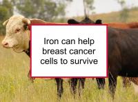 Iron can help breast cancer cells to survive