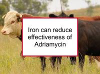 Iron can reduce effectiveness of Adriamycin