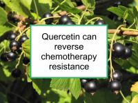 Quercetin can reverse chemotherapy resistance