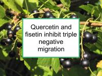 Quercetin and fisetin inhibit triple negative migration