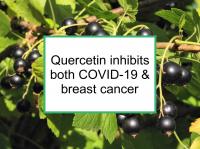 Quercetin inhibits both COVID-19 & breast cancer