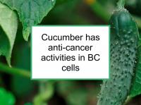 Cucumber has anti-cancer activities in BC cells