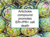 Artichoke promotes ER+/PR+ death