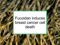 Fucoidan induces breast cancer cell death