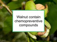Walnuts contain chemopreventive compounds