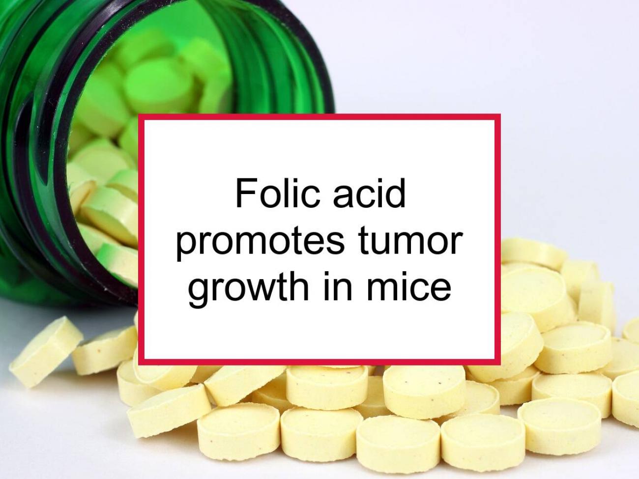 High Folic Acid Intake Promotes Growth Of Existing Tumors In Mice | Food  for Breast Cancer
