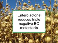 Enterolactone reduces triple negative BC metastasis