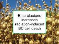 Enterolactone increases radiation-induced BC cell death