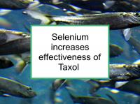 Selenium increases effectiveness of Taxol