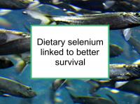 Selenium linked to better survival