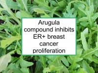 Arugula inhibits ER+ breast cancer proliferation