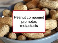 Peanut compound promotes metastasis