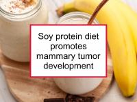 Soy protein diet promotes mammary tumor development