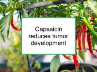 Capsaicin reduces tumor development