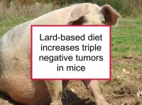 Lard-based diet increases triple negative tumors in mice