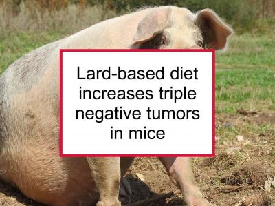 Lard-Based Diet Results In High TN Tumor Burden In Mice | Food for ...