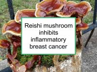 Reishi mushroom inhibits IBC