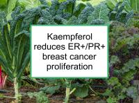 Kaempferol reduces ER+/PR+ proliferation