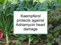Kaempferol protects against heart damage